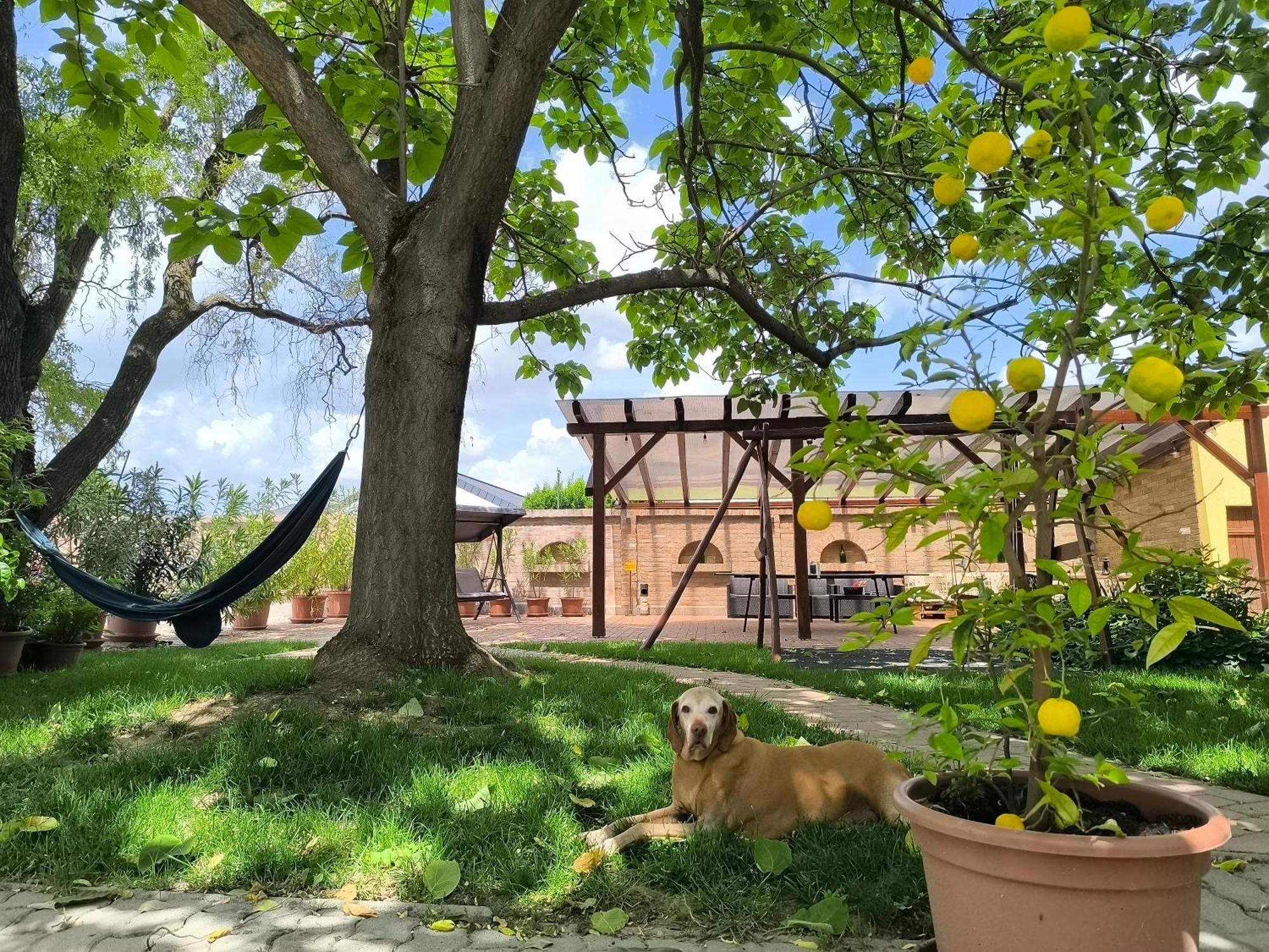Eckhardt Vendégház Villány Esterno foto